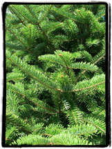 Canaan Fir Christmas Tree